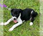 Small #2 Mutt