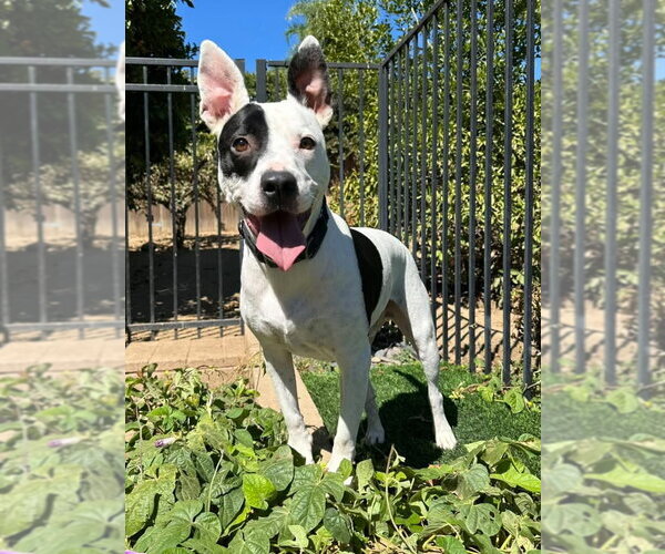 Medium Photo #2 American Pit Bull Terrier-Unknown Mix Puppy For Sale in Redlands, CA, USA