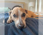 Small #2 Labrador Retriever Mix