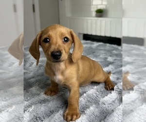 Dachshund Puppy for sale in INDIANAPOLIS, IN, USA