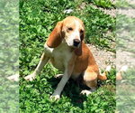 Small #5 Beagle