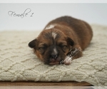 Small Photo #4 Pembroke Welsh Corgi Puppy For Sale in CRESTVIEW, FL, USA