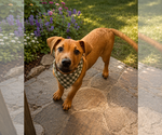 Small #1 Labrador Retriever-Rhodesian Ridgeback Mix