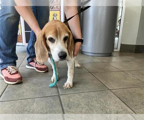 Medium Photo #1 Beagle Puppy For Sale in San Antonio, TX, USA