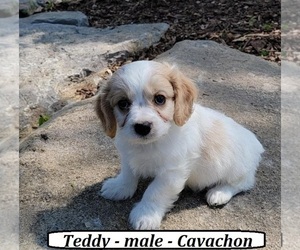 Cavachon Puppy for sale in CLARKRANGE, TN, USA
