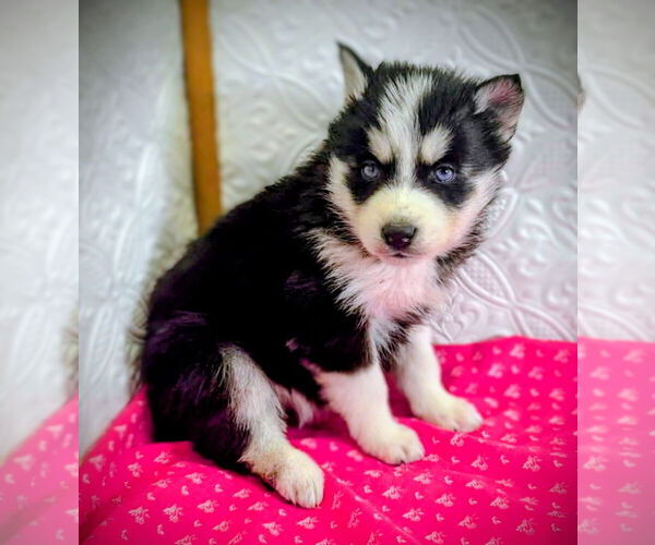 Medium Photo #18 Siberian Husky Puppy For Sale in MOUNT AYR, IA, USA