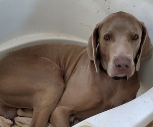 Father of the Weimaraner puppies born on 05/07/2025