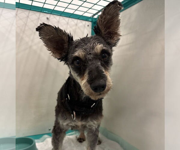 Medium Photo #2 - Mix Puppy For Sale in Brooklyn Center, MN, USA