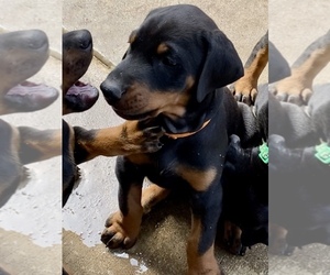 Doberman Pinscher Puppy for sale in CORONA, CA, USA