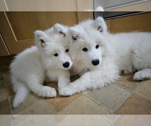 Samoyed Puppy for sale in IRVINE, CA, USA