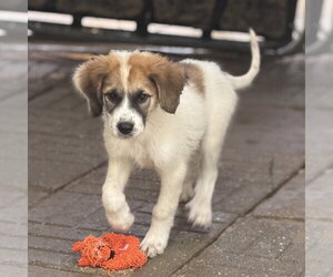 Spartacus - Male Great Pyrenees Dog for Adoption - Photo #3