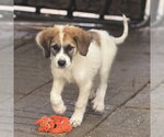 Small Photo #3 Great Pyrenees Puppy For Sale in Yardley, PA, USA