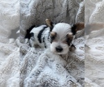 Small Photo #7 Morkie Puppy For Sale in COLUMBIA, SC, USA