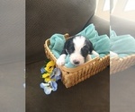 Small #2 Bernedoodle