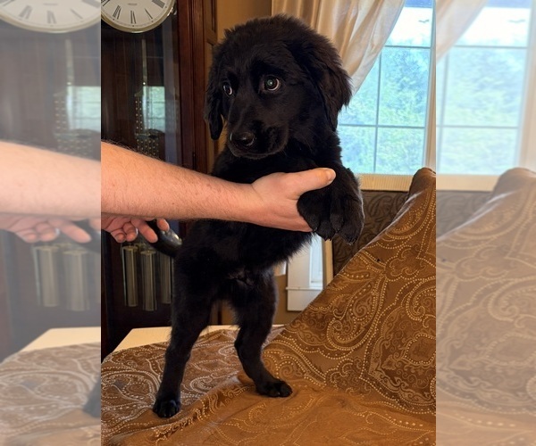 Medium Photo #4 Flat Coated Retriever Puppy For Sale in ROSE HILL, KS, USA