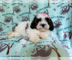 ShihPoo Puppy for Sale in LAKELAND, Florida USA