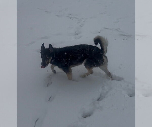 Medium Photo #2 Gerberian Shepsky Puppy For Sale in Aurora, IN, USA