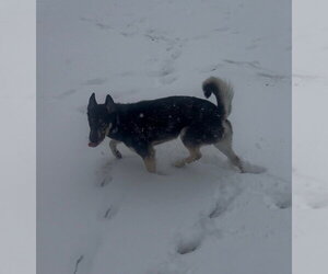 CD : Buddy Boy - Male Gerberian Shepsky Dog for Adoption - Photo #2