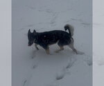 Small Photo #2 Gerberian Shepsky Puppy For Sale in Aurora, IN, USA