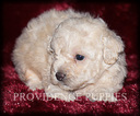 Small Photo #8 Poodle (Miniature) Puppy For Sale in COPPOCK, IA, USA