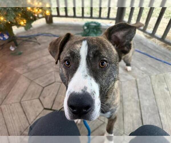 Medium Photo #2 Staffordshire Bull Terrier-Unknown Mix Puppy For Sale in Louisville, KY, USA