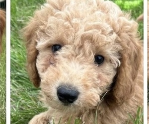 Goldendoodle (Miniature) Puppy for sale in HULL, IA, USA