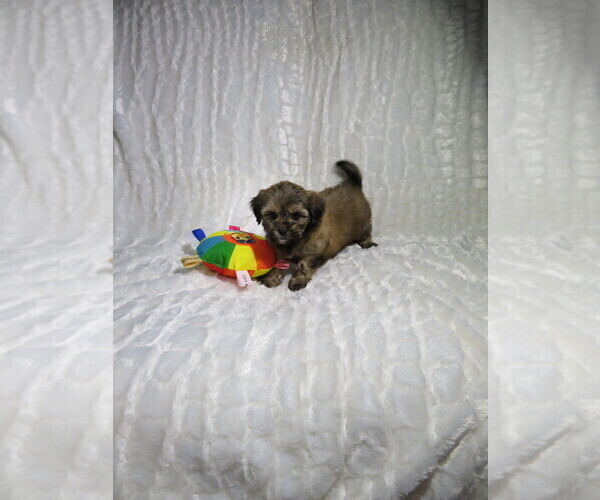 Medium Photo #5 Shorkie Tzu Puppy For Sale in COOKEVILLE, TN, USA