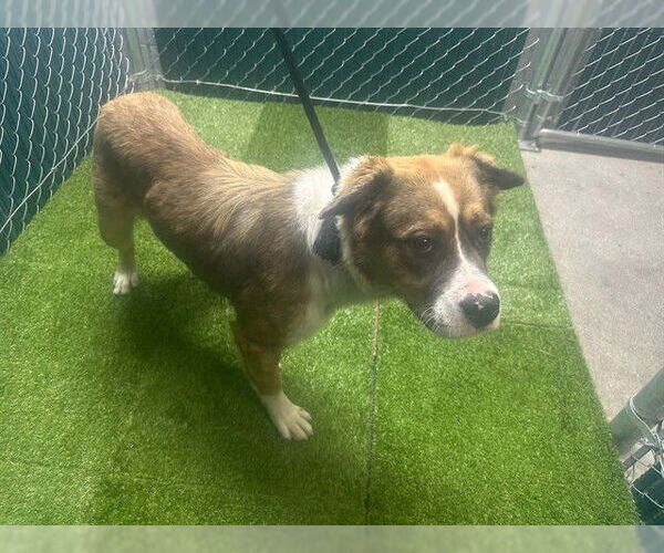Medium Photo #1 American Pit Bull Terrier Puppy For Sale in Downey, CA, USA