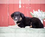 Puppy Gulliver Border Collie-English Shepherd Mix