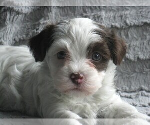 Havanese Puppy for sale in WILSON, NY, USA