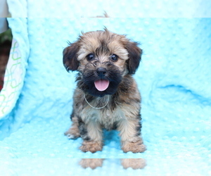 Bichpoo Puppy for sale in SHILOH, OH, USA