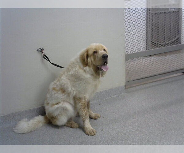 Medium Photo #1 Great Pyrenees-Unknown Mix Puppy For Sale in Pasadena, TX, USA