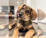 Erling - Male Mutt Dog for Adoption - Small photo