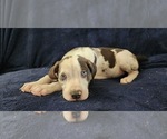 Small #13 Catahoula Leopard Dog