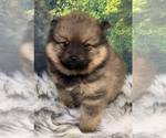 Small Photo #7 Pomeranian Puppy For Sale in AZLE, TX, USA