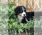 Puppy black bow Bernese Mountain Dog