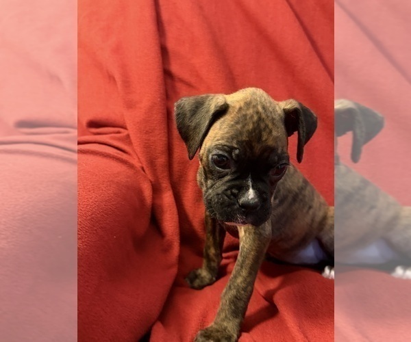 Medium Photo #16 Boxer Puppy For Sale in LANSING, MI, USA