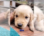 Small Photo #32 Golden Retriever Puppy For Sale in CHINO HILLS, CA, USA