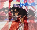 Small #3 Yorkshire Terrier