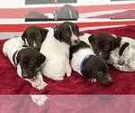 Small Photo #2 German Shorthaired Pointer Puppy For Sale in PAULDING, OH, USA