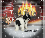 Small #18 Poodle (Toy)