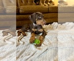 Small #15 Doberman Pinscher