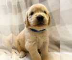 Small Photo #4 Golden Retriever Puppy For Sale in BUTNER, NC, USA