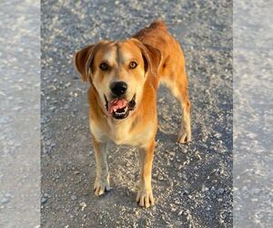 Collie-Unknown Mix Dogs for adoption in Evansville, IN, USA