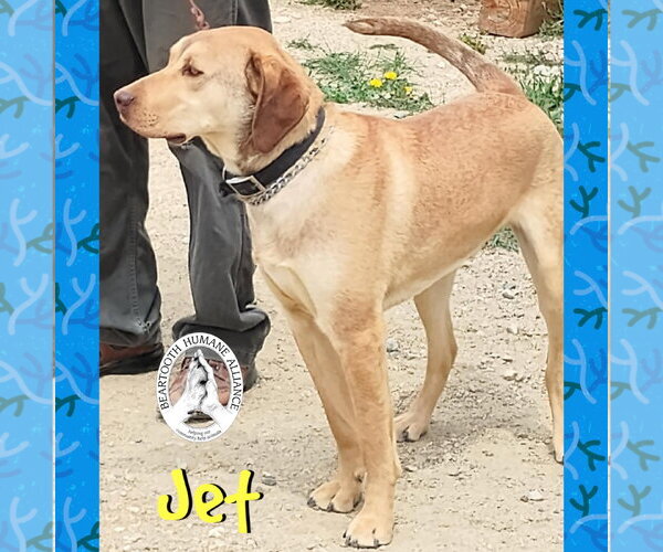 Medium Photo #3 Chesapeake Bay Retriever-Vizsla Mix Puppy For Sale in Red Lodge, MT, USA