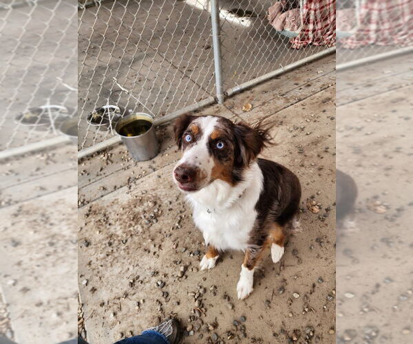 Medium Photo #2 Australian Shepherd Puppy For Sale in Emmett, ID, USA