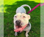 Small #2 American Pit Bull Terrier