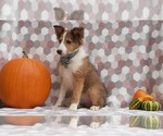 Small Photo #4 Shetland Sheepdog Puppy For Sale in LANCASTER, PA, USA