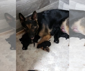 Mother of the German Shepherd Dog puppies born on 04/08/2021