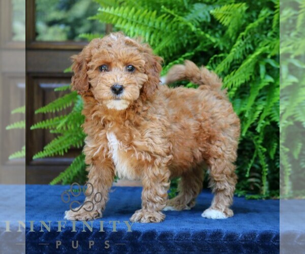 Medium Photo #1 Goldendoodle (Miniature) Puppy For Sale in NARVON, PA, USA